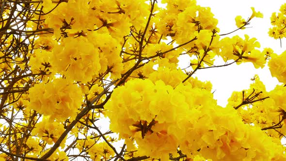 Yellow Tabebuia Flower Blossom alt