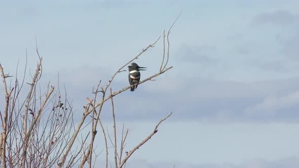  Belted Kingfisher Perched Against The Sky