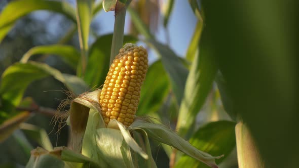 ripe corn in September in the field