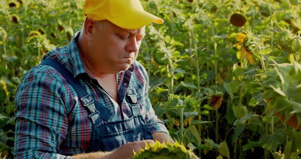 Portrait of a Male Farmer in a Wheat Field Sunflower alt