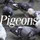 Pigeons Eat Bread - VideoHive Item for Sale