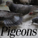Pigeons Eat Bread 2 - VideoHive Item for Sale