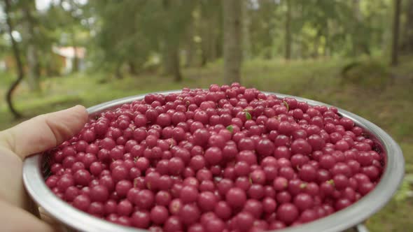 SLOW MOTION, a bowl of foraged Lingonberries is carried through a forest alt