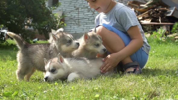 A cute little boy holds a husky puppies and then they run away on a grass