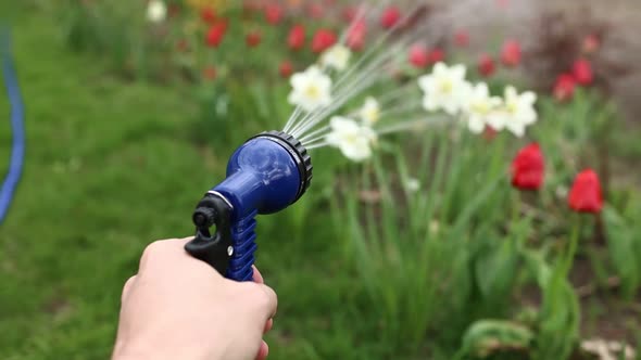 close up male hand holding water hose and watering lawn or plants on backyard. gardener man with 