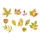 Set of Different Autumn Leaves 