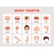 Human Body Flashcards for Kids 