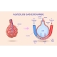 Alveolar Gas Exchange 