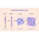 Levels of Protein Structure 