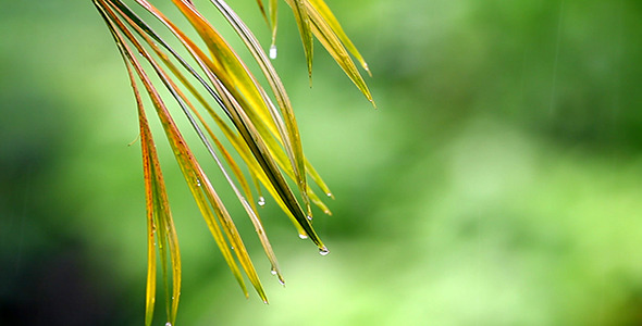 Palm Leaves in The Rain