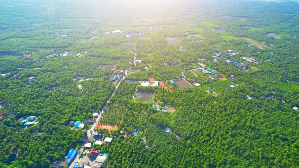 Aerial view of agriculture in coconut grove for cultivation alt