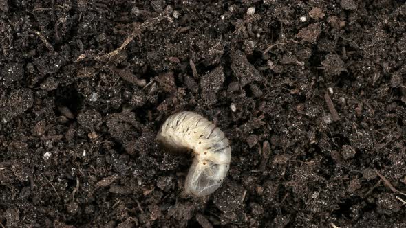 Melolontha Beetle Larva May Beetle  Family Scarabaeidae alt