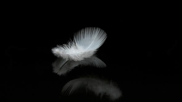 White Feathers Falling against Black Background, Normandy, Slow Motion