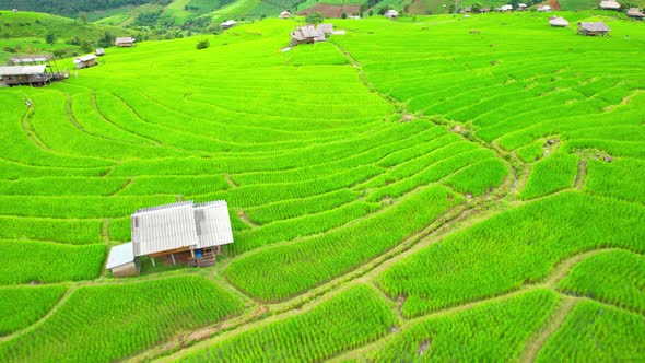 Drone view during golden hour of a rice terrace alt