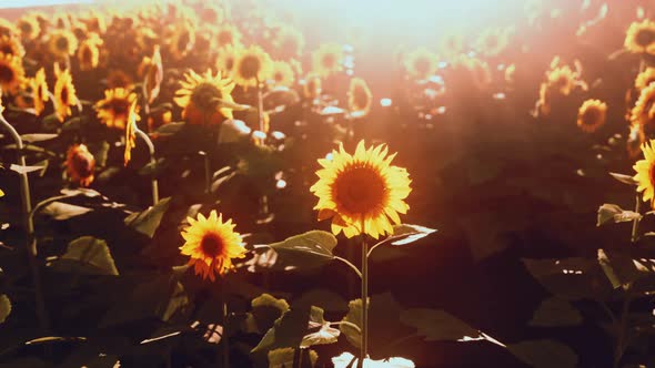 Bright Sunflower in Sunset Light with Closeup Selective Focus alt