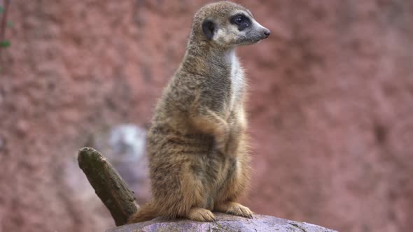 Suricata standing on a guard. Curious meerkat (Suricata suricatta).