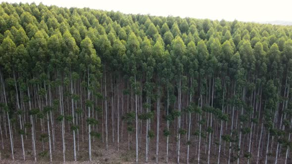 Side view of an eucalyptus forest, showing the tree trunks, aerial view, Uruguay alt