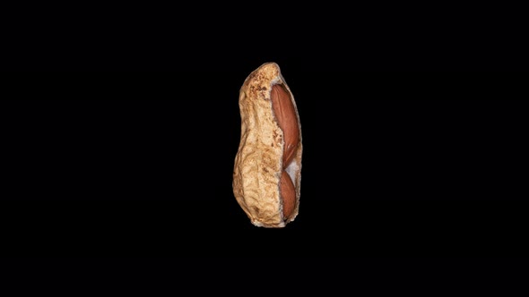 Spinning Unpeeled Peanut on Black Background alt