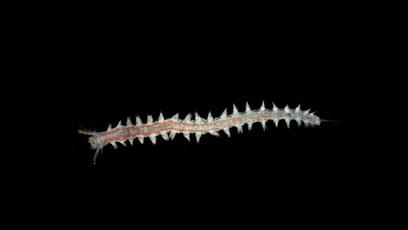 Worm Platynereis sp. under the microscope, Class Polychaeta, Nereididae Family alt