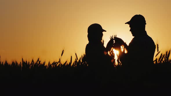 Silhouettes of Male and Female Farmers Work in a Wheat Field at Sunset alt
