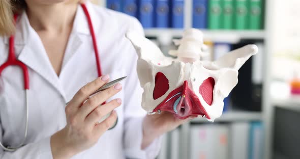 Doctor Shows Location of Female Pelvis and Muscles Closeup alt