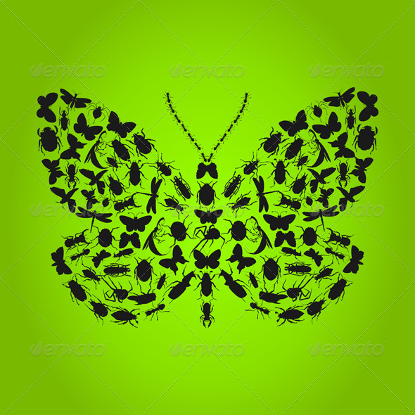 Butterfly4