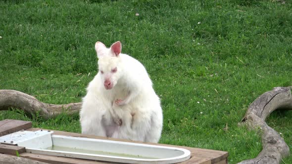 Closeup of a Red-necked Wallaby white albino female, kangaroo (Macropus rufogriseus)