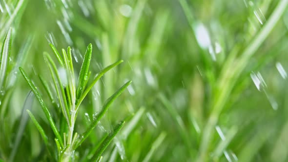 Super Slow Motion Shot of Water Drops Falling on Fresh Rosemary at 1000Fps. alt