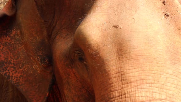 Incredible close up of the face of an elephant. alt