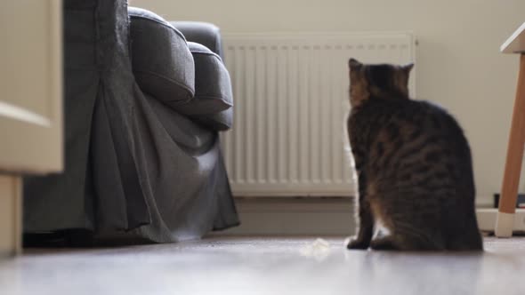 Cat Playing with Mouse Toy with Rope at Home alt