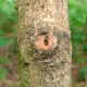 Wooden Eye Wooden Eye