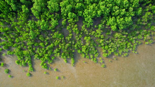 Aerial view over green mangrove forest. nature tropical rainforest alt
