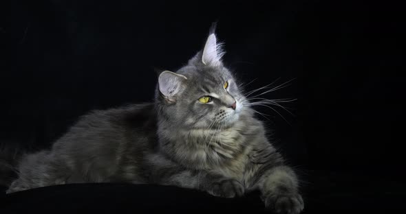 Blue Blotched Tabby Maine Coon Domestic Cat, Female laying against Black Background alt