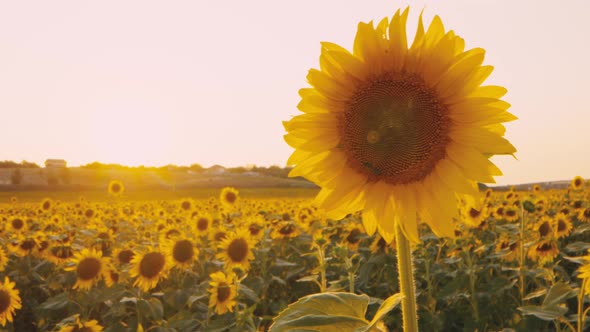 Bee Sitting on a Sunflower in Sunflower Field on Sunset