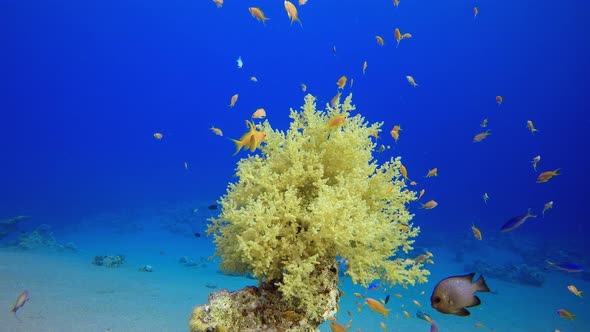 Tropical Soft Coral alt