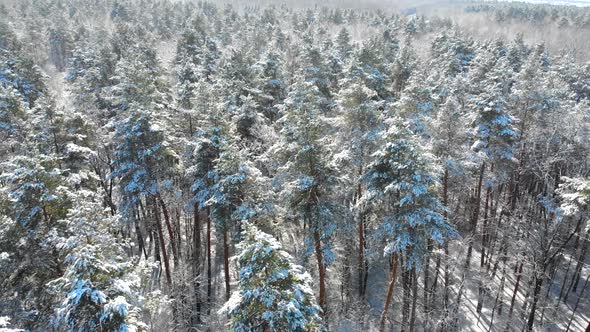 Beautiful Winter Forest