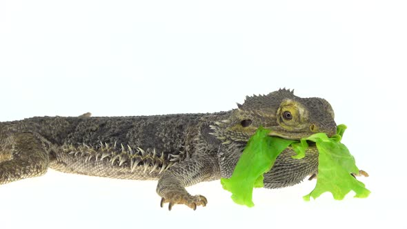 Lizards Bearded Agama or Pogona Vitticeps Eating Leaf Isolated at White Background in Studio alt