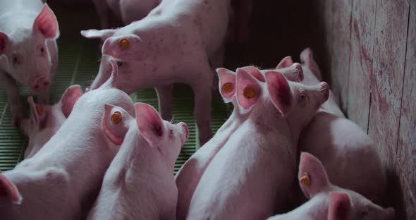 Pigs at Livestock Farm Pork Production Piglet Breeding alt