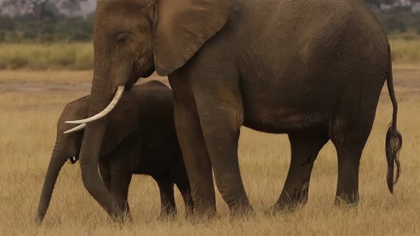 Mother Elephant and Calf Feeding