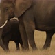 Mother Elephant and Calf Feeding - VideoHive Item for Sale