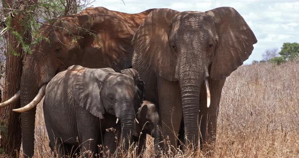 951869 African Elephant, loxodonta africana, Group in the Bush, Tsavo Park alt