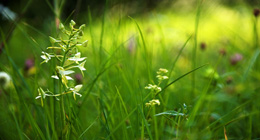 Wild orchids of Scandinavia