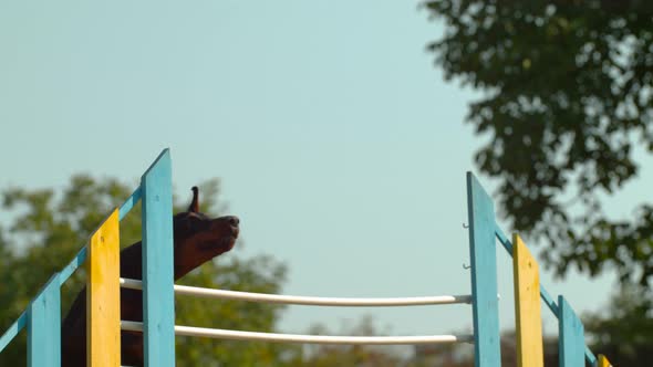 Doberman jumping over agility fence, Ultra Slow Motion alt