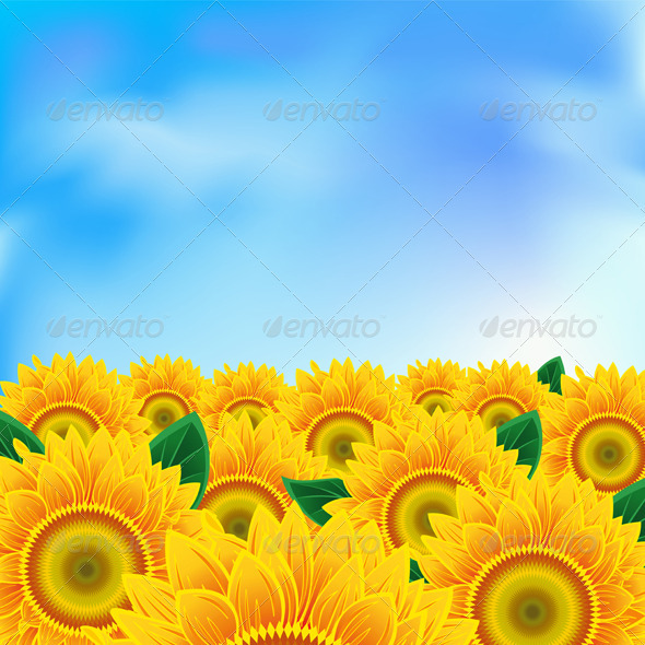 Background with sunflower - Flowers & Plants Nature