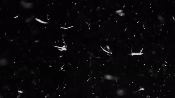 Feathers In Black Background alt