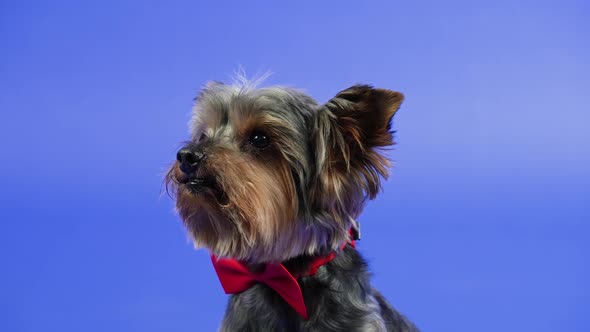 Frontal Portrait of a Yorkshire Terrier with a Red Bow Tie Around His Neck alt