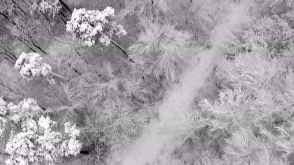 Empty path in winter, snow over the swabian alb, a cinematic look up shot at Albstadt, a white recre alt