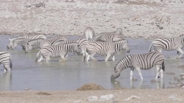 Zebras Walking Out of Waterhole