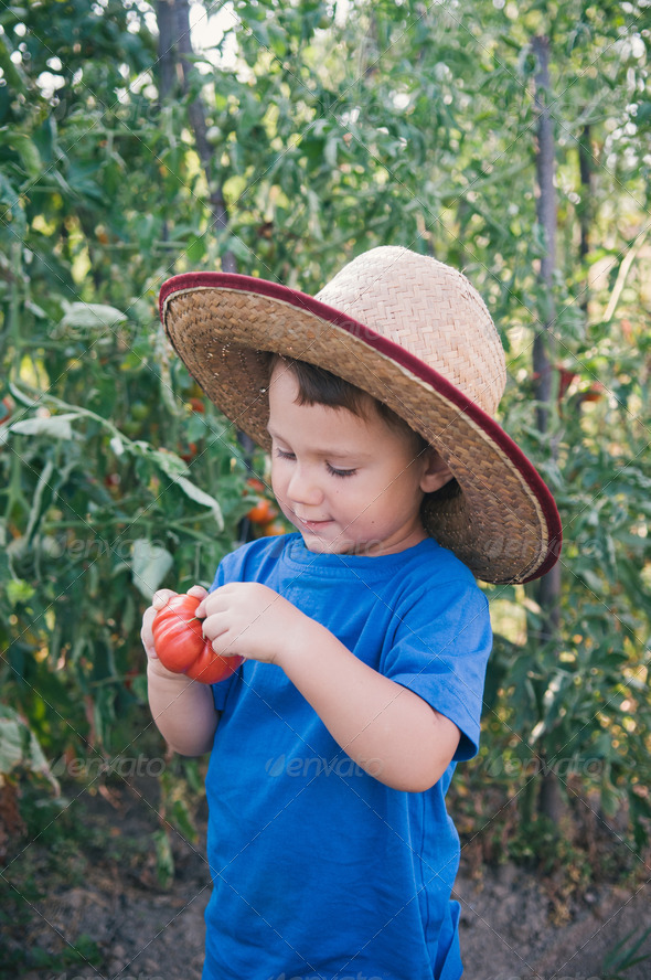 Little boy holding tomato - Stock Photo - Images