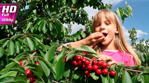 Girl Tore Off Branches Cherries alt